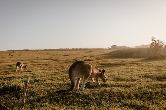 Australian Camping